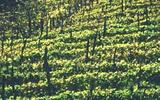 Viticoltura: ' segnali incoraggianti'  per la vendemmia 2013